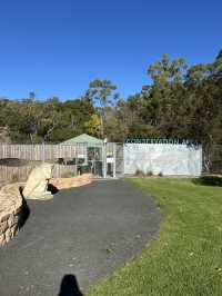 See Kangaroos 🦘 and More at Valley Lake Conservation Park
