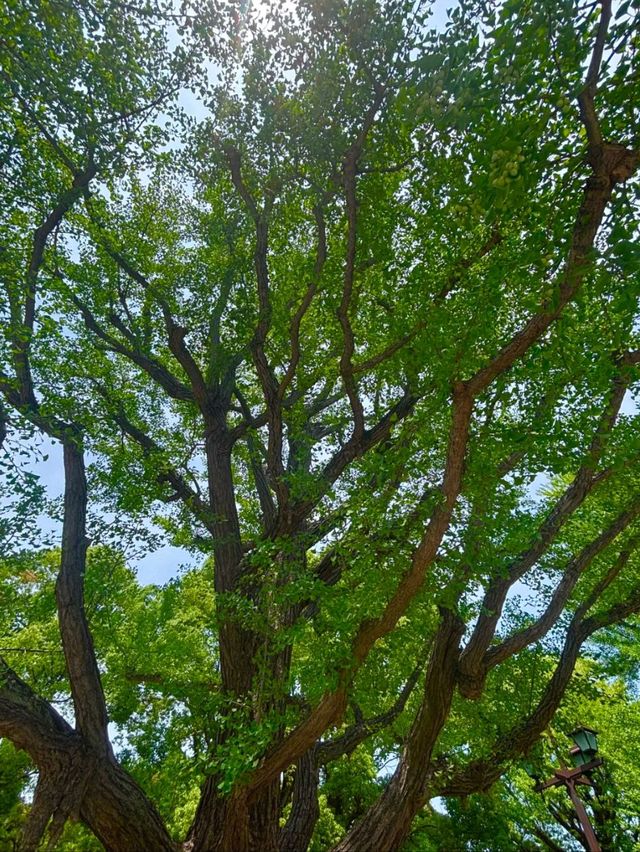 Blossoms, Culture, and Wildlife: Discover Ueno Park