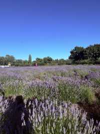 Lavender Land推介🪻