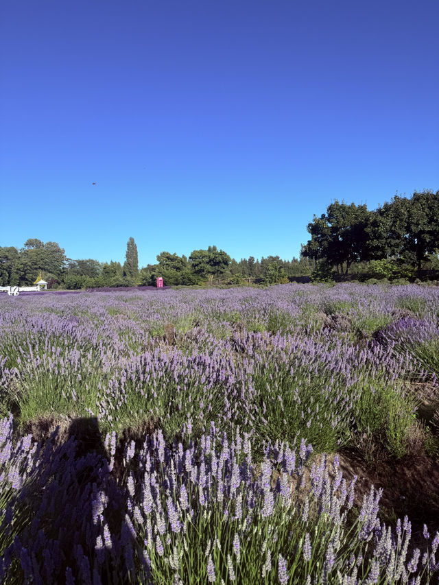 Lavender Land推介🪻