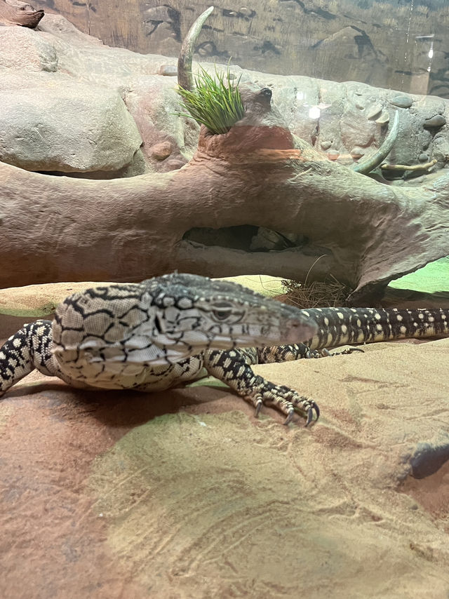 🐊 Face to Face with Giants in Darwin 🦎🌴