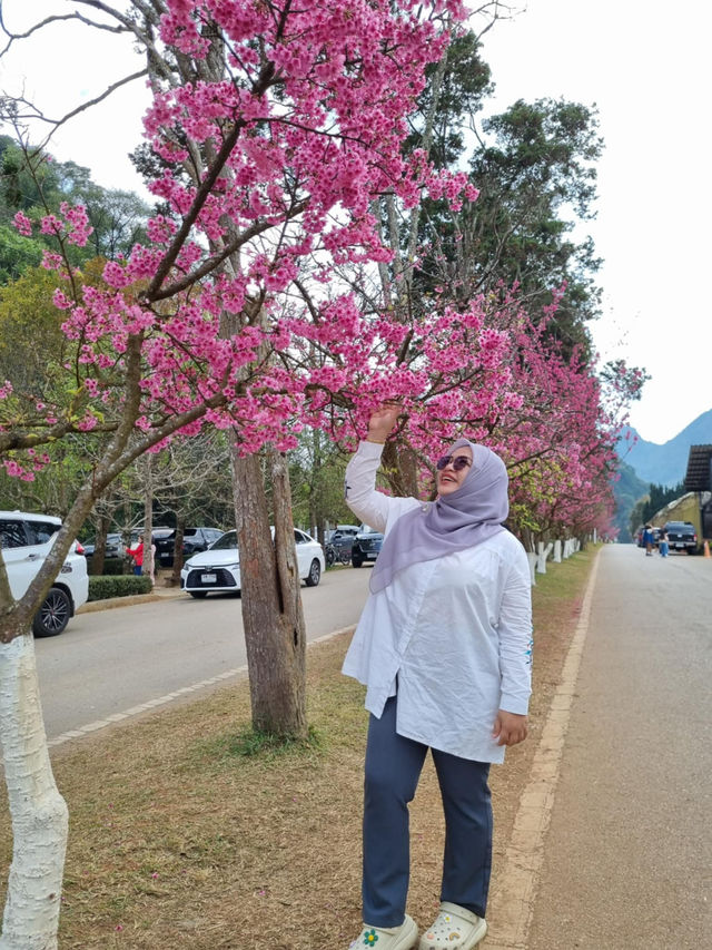 ซากุระเมืองไทย ดอยอ่างขาง จ.เชียงใหม่