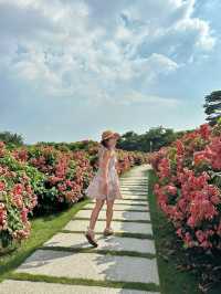 深圳免費任拍粉紅大花海🌸