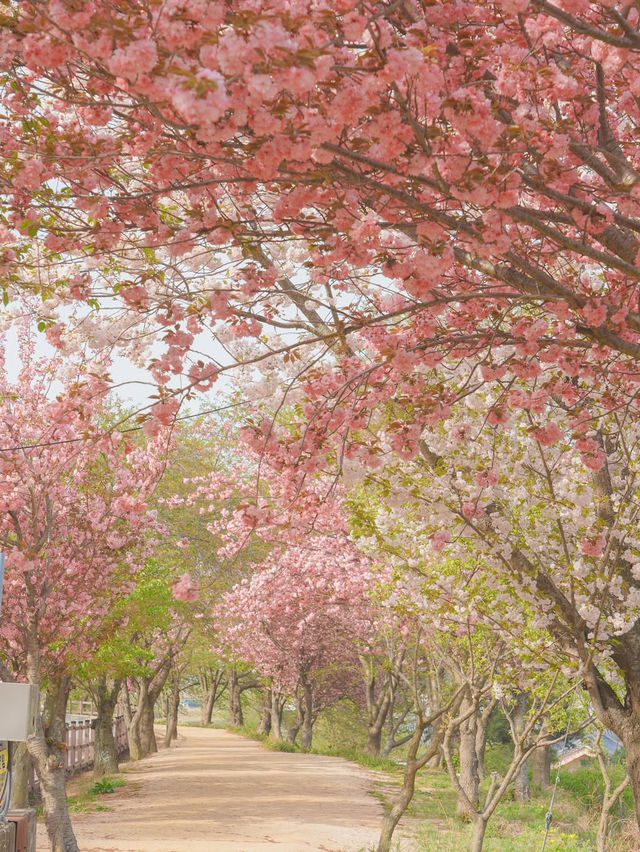 내가 사랑한 경주의 봄🌸❤️