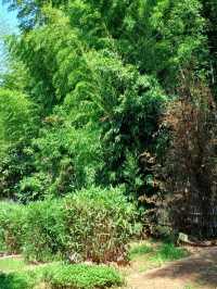 대나무 숲에서 즐기는 힐링 스팟 🌿