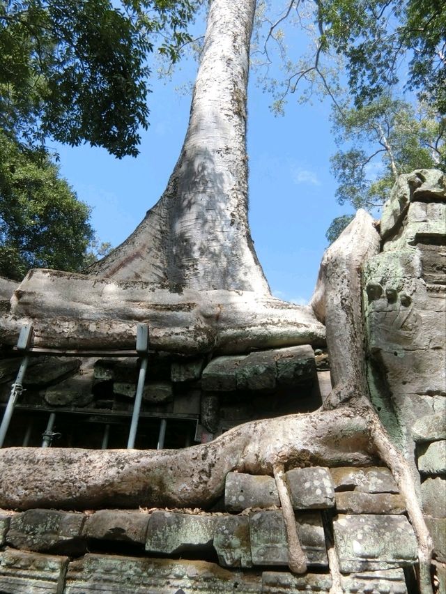【カンボジア🇰🇭】木の根に包まれたタ・プローム遺跡