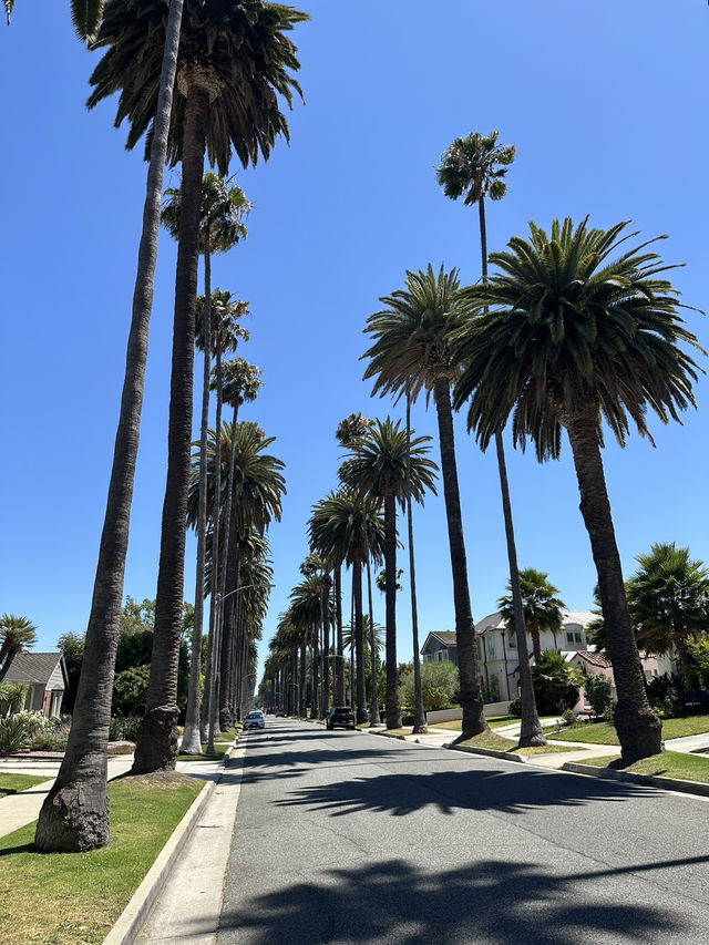 洛杉磯棕櫚樹街道｜Instagram爆紅拍照攻略 🌴