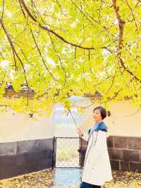 🍁 Late Summer-Autumn Dreams in Tengchong — Golden Leaves, Quiet Roads