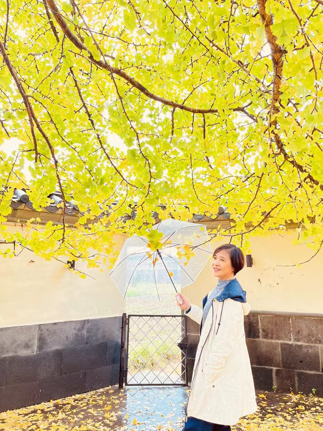 🍁 Late Summer-Autumn Dreams in Tengchong — Golden Leaves, Quiet Roads