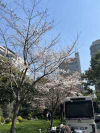 Cherry blossoms in Shanghai during spring