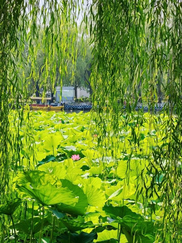 Summer Serenity at Yuanmingyuan: A Lotus Paradise