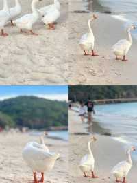 เที่ยวทะเลใกล้กรุงเทพ เกาะล้าน น้ำใสมาก