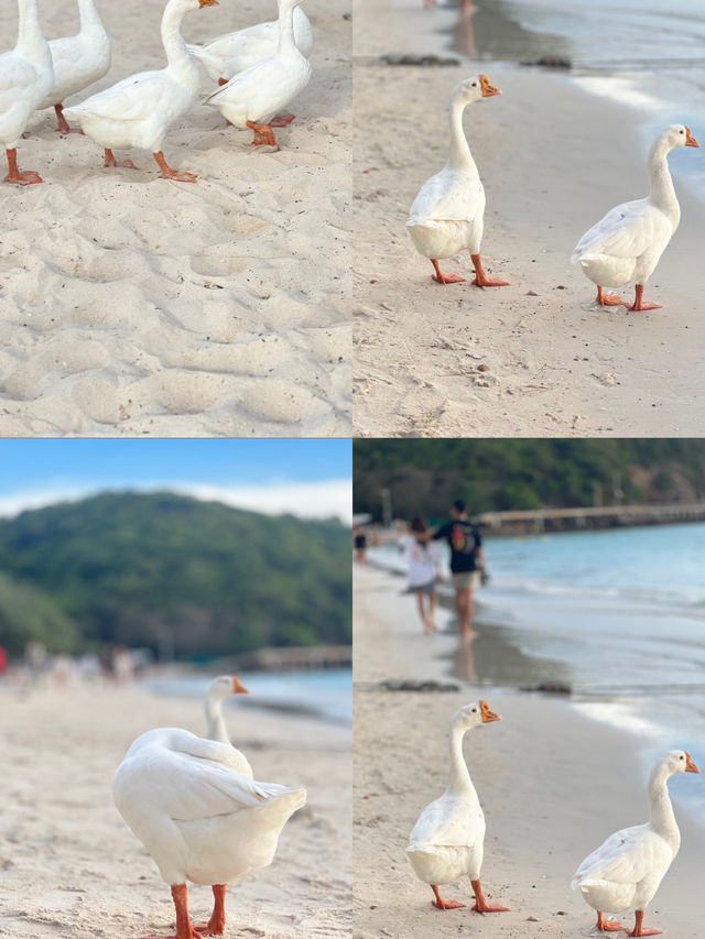 เที่ยวทะเลใกล้กรุงเทพ เกาะล้าน น้ำใสมาก