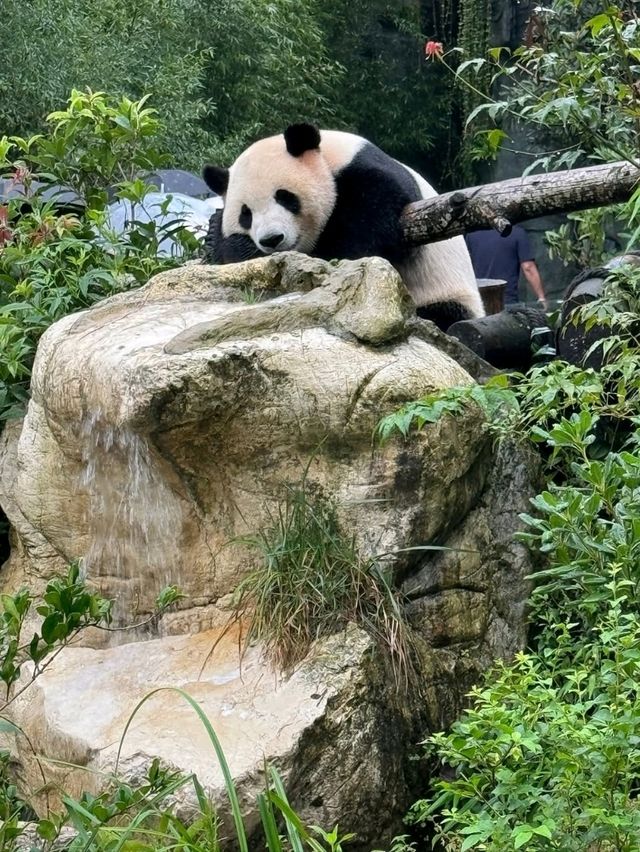 Panda Valley Dujiangyan Panda Valley Dujiangyan