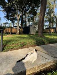 Bobocabin Cikole Experience 🔥