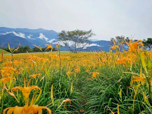 花蓮｜季節限定，穿越金色花海
