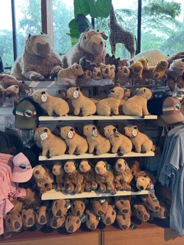 🇦🇺 塔龍加動物園（Taronga Zoo）是悉尼必游的世界級生態動物園