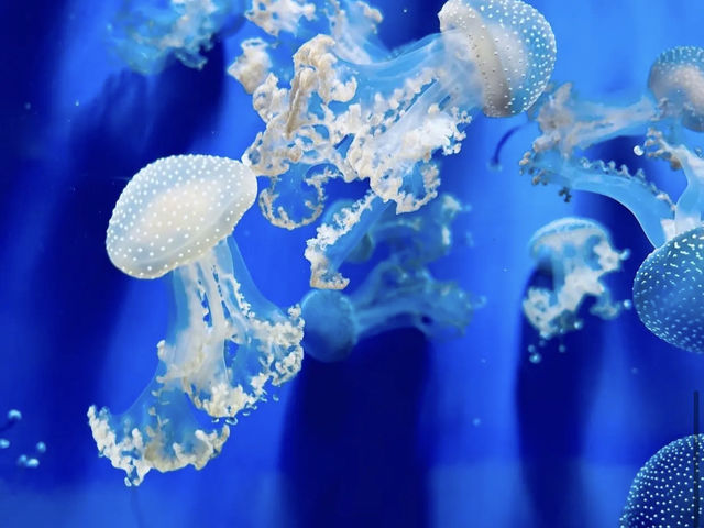 Acquario di Genova (Genoa)