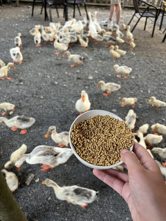 Duck Paradise in Ninh Binh 🦆✨