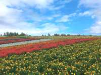 【北海道】彩りどりの自然の色に癒される富良野