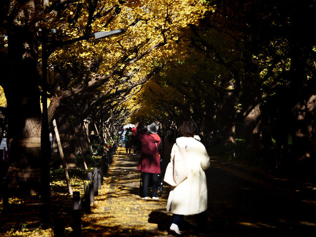 Meiji Jingu Gaien จุดชมใบไม้เปลี่ยนสีโตเกียว 🍂