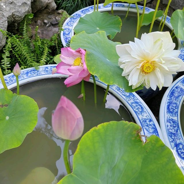 江南園林精粹✨拙政園漫遊記|蘇州古典美學大揭秘 江南園林精粹✨拙政園漫遊記|蘇州古典美學大揭秘