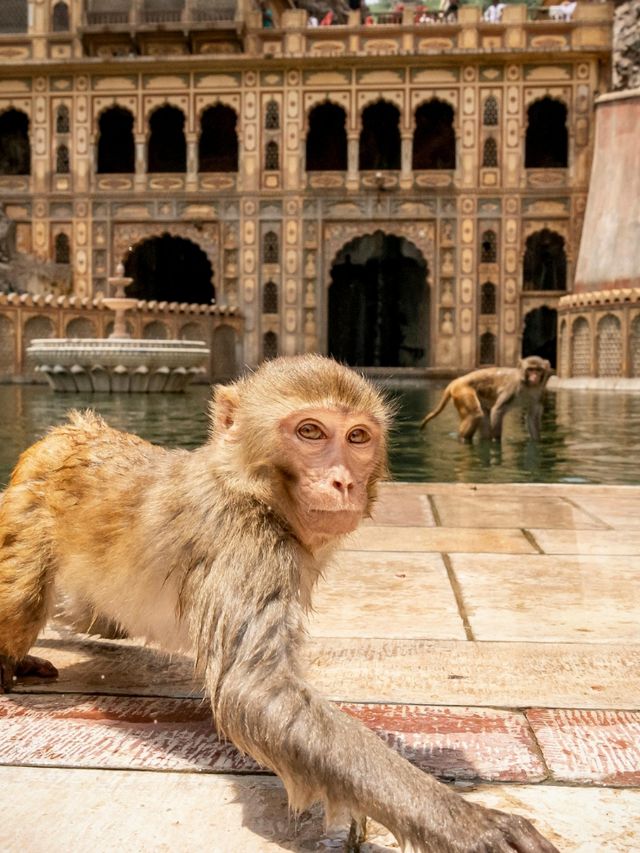 MONKEY TEMPLE