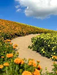 様々な絶景お花畑が見られる東京ドイツ村