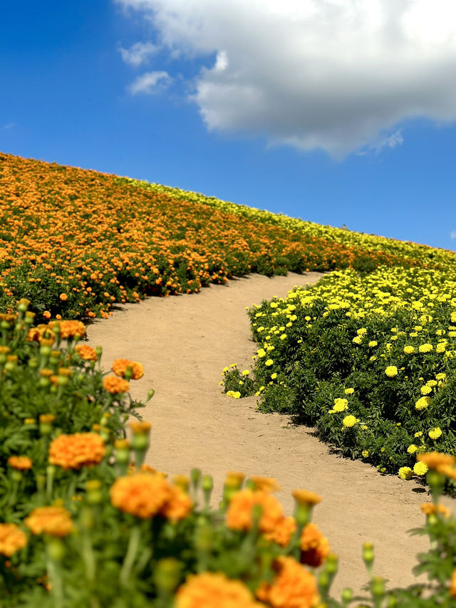様々な絶景お花畑が見られる東京ドイツ村