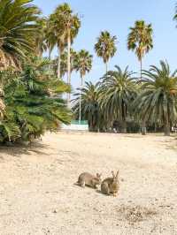 【大久野島】うさぎに癒される島🐇