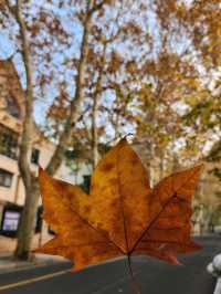 Shanghai Autumn Walk🍂