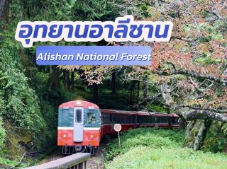 參觀台灣千年松林🌲🌲🌲