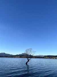 瓦納卡之樹打卡靚景🌳