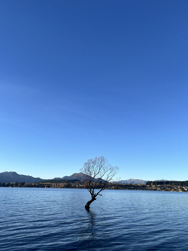 瓦納卡之樹打卡靚景🌳 瓦納卡之樹打卡靚景🌳