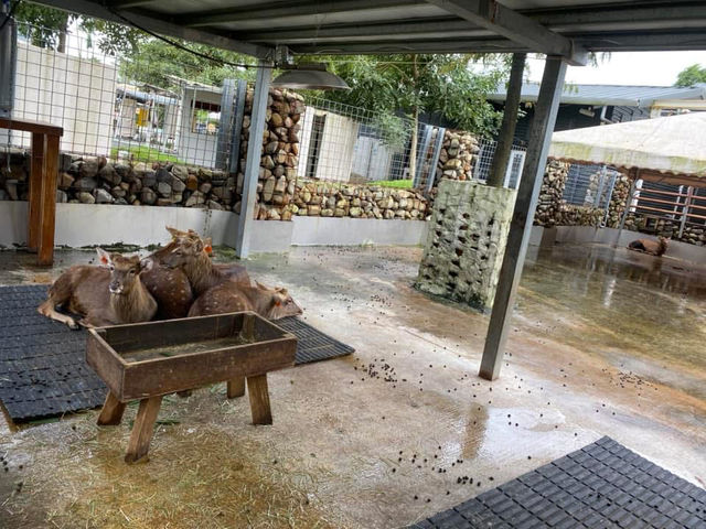 宜蘭親子旅遊景點 斑比山丘 小型動物園體驗