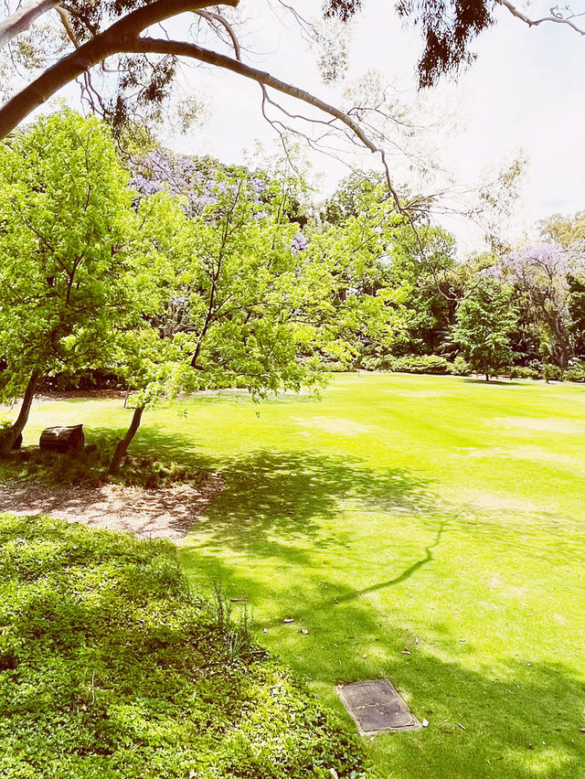 🌳 UWA: Where Ancient Trees Frame Modern Education in Nature's Grand Amphitheater! 🎓