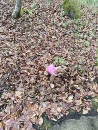 【青森】大自然スポット！
