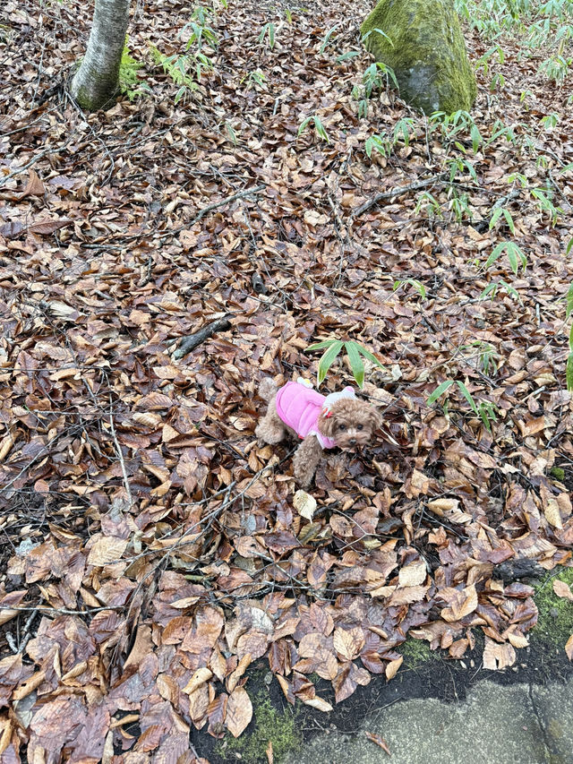 【青森】大自然スポット！