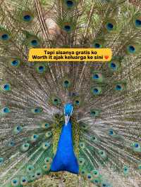 Budget Main di Lembang Park Zoo