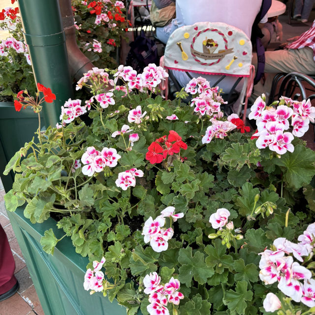 [🇨🇳Shanghai]🦊รีวิวโซน Zootopia เซี่ยงไฮ้ดิสนีย์