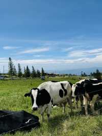 Fresh air, green hills, and happy cows—Kundasang perfection🐄⛰️