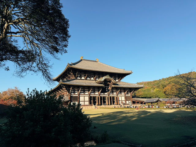 奈良東大寺～穿越千年遇見世界最大木造建築！與鹿共游的佛像奇觀🦌🏯