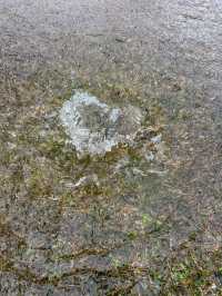 🏯❄️心も体も満たされる！最高の冬の熊本旅レポート！🥩♨️