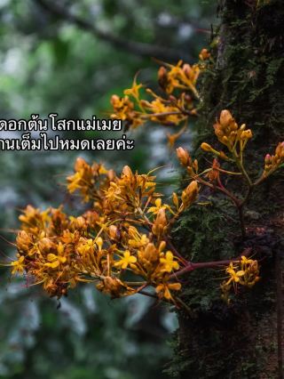 Huay Nam Yen Waterfall, Omkoi, Chiang Mai.