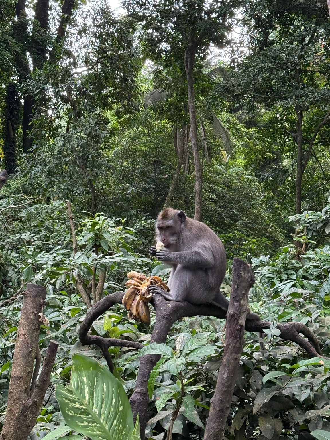 Monkey forest 