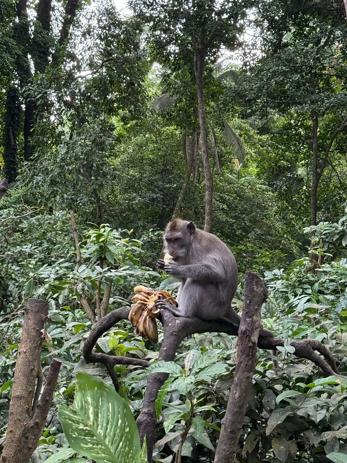 Monkey forest 