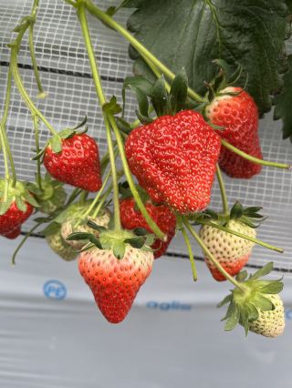 Japan's #1 Strawberry Producer! Twins Farm Moka Strawberry Farm in Moka City, Tochigi Prefecture.