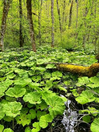 Biogradska Gora National Park: Simple Local Rules That Protect a Timeless Forest 🌲🍃#LocalRules 