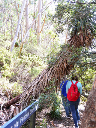 Tasmania's top short trail: Pandani Grove Trail 🌿