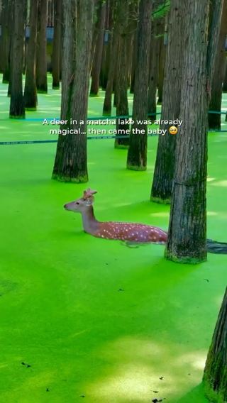 🍵 This Isn’t AI: Hangzhou Has a Real-Life “Matcha Lake” Hidden in a Flooded Forest 🌿🦌